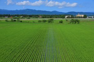 砂川市内の水田